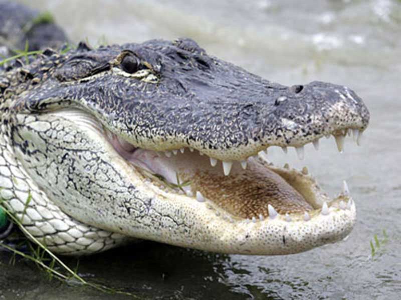 hunting-in-florida-alligator-hunting-001
