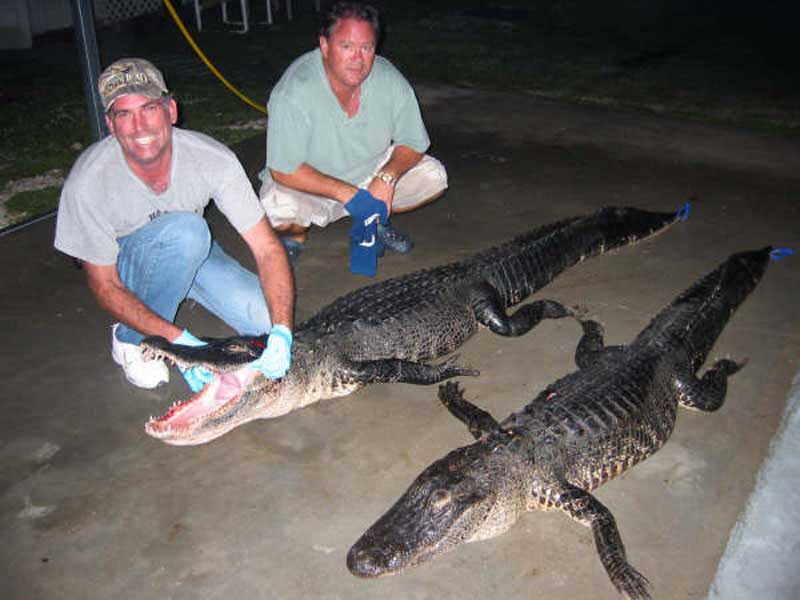 hunting-in-florida-alligator-hunting-005