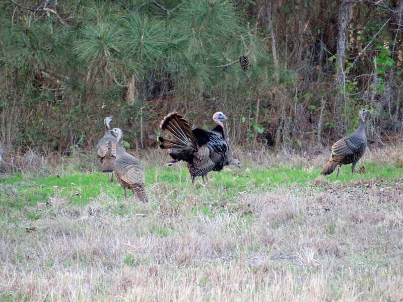 osceola-florida-turkey-hunting-022