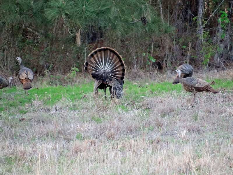 osceola-florida-turkey-hunting-023