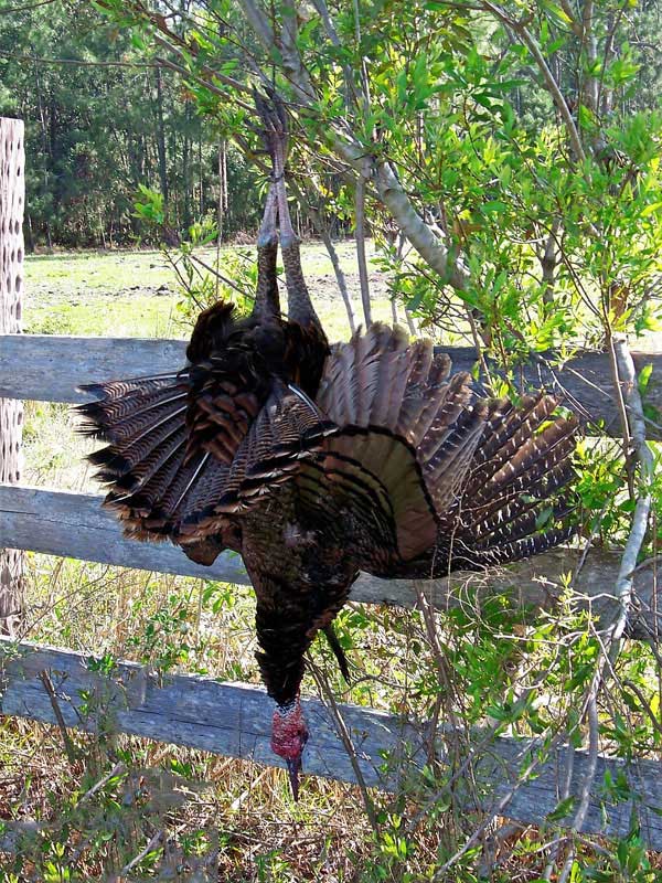 osceola-florida-turkey-hunting-026