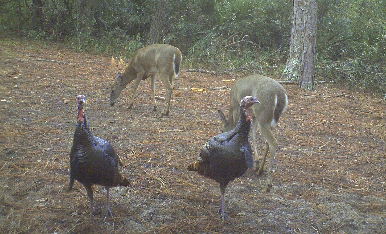 Florida Whitetail Deer and Osceola Turkey Hunting - Hunting in Florida