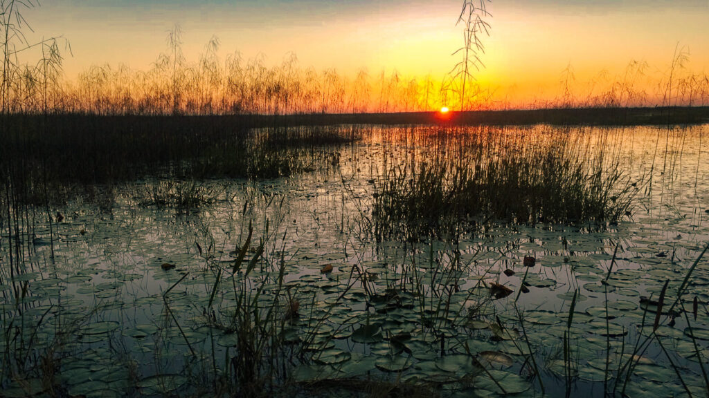 Duck-Hunting-In-south-Florida-with-Everglades-Adventures