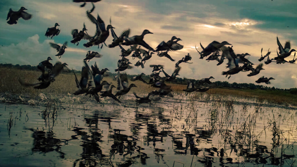Duck-Hunting-in-south-Florida