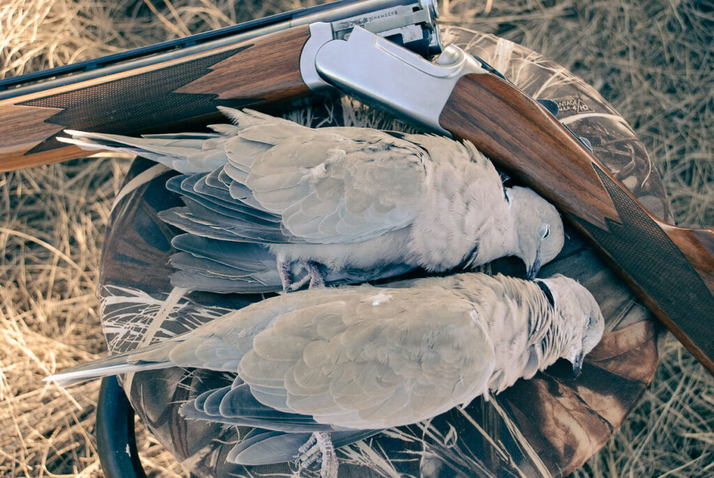 dove-hunting-with-everglades-adventures-in-south-florida